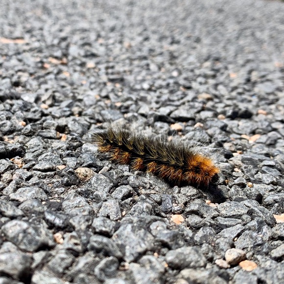 Meet your Posher, Skyler - Picture 9 of 9